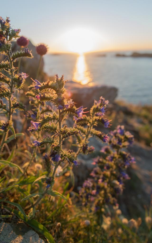 Coucher De Soleil Sur La Pointe Du Grouin Cancale Yann Langevin 7813