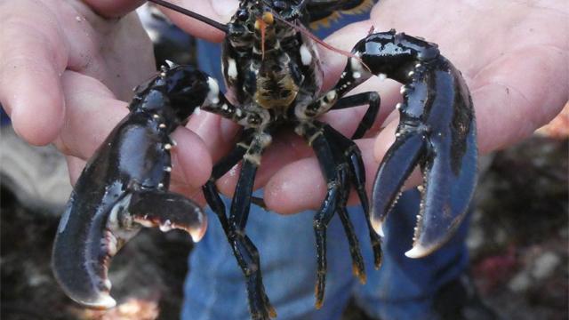 On A Testé Pour Vous Grande Marée Gaspard Le Homard