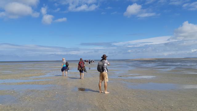 ©smbmsm Sortie Sur Le Banc Des Hermelles Baie Du Mont Saint Michel (2)