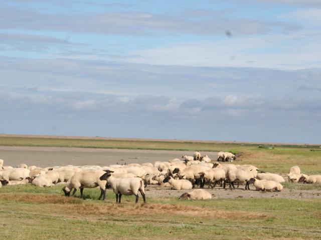 ©smbmsm Sortie Sur Le Banc Des Hermelles Groupe De Moutons 2