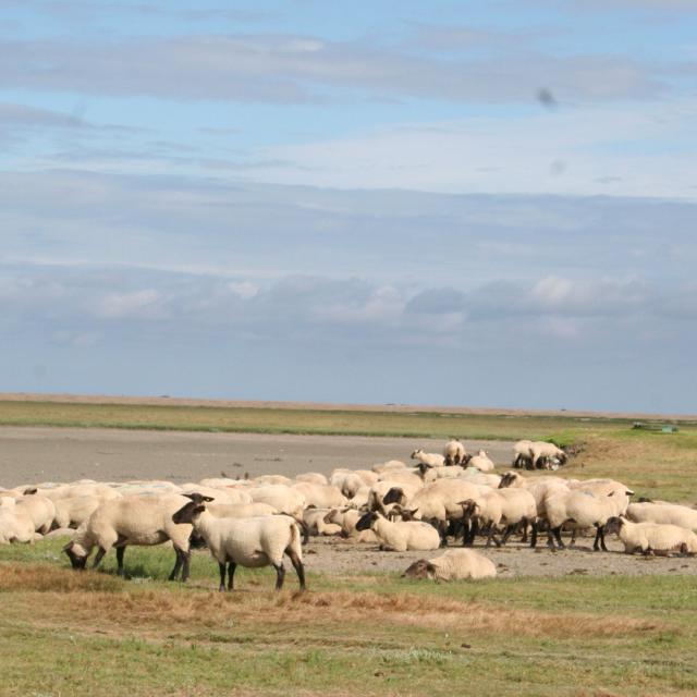 ©smbmsm Sortie Sur Le Banc Des Hermelles Groupe De Moutons 2