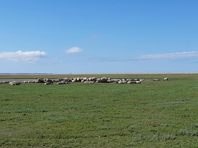 ©smbmsm Sortie Sur Le Banc Des Hermelles Groupe De Moutons Baie Du Mont Sai