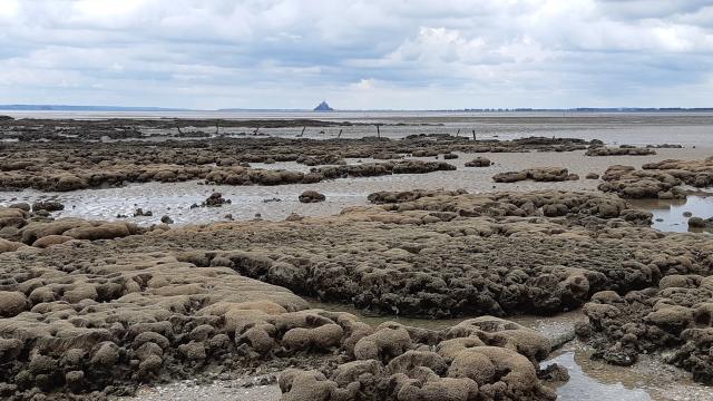 ©smbmsm Sortie Sur Le Banc Des Hermelles Les Hermelles Baie Du Mont Saint M