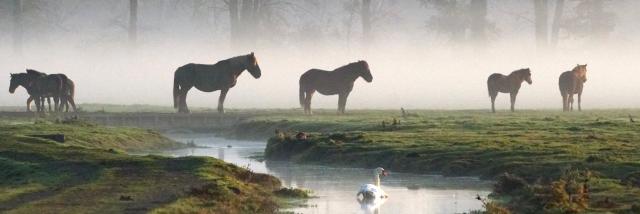 Chevaux Dans La Brume Marais De Sougeal Sougeal Brigitte Nicolas Haugeard 3513