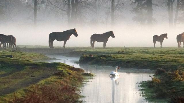 Chevaux Dans La Brume Marais De Sougeal Sougeal Brigitte Nicolas Haugeard 3513