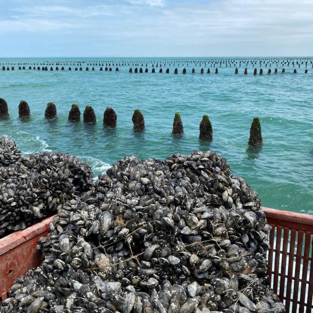 Littoral Le Vivier Sur Mer A. Dupuy 350