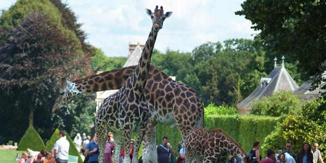 Dierenparken Bewegen