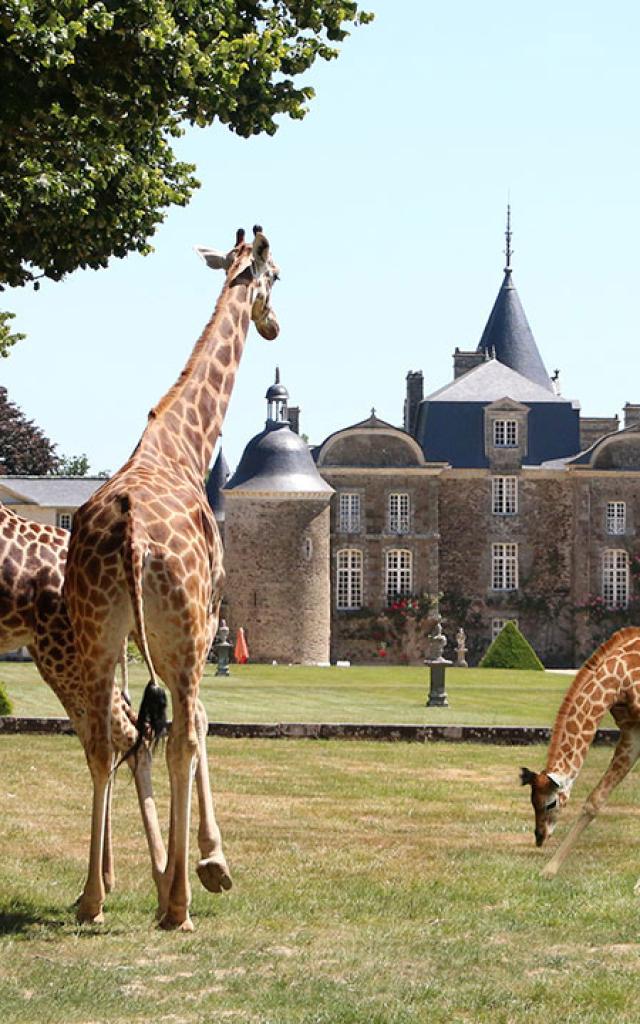 Zoo - Domaine de la Bourbansais - Pleugueneuc