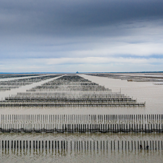 Bouchots - Baie du Mont-Saint-Michel - Photo : ©Simon Bourcier