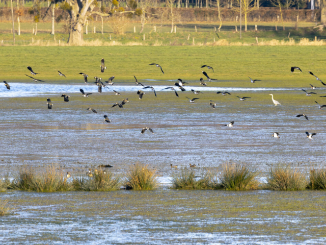 Simon Bourcier Sortie Ornithologique Marais De Sougeal Fb