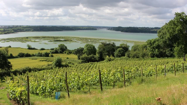 Vignes du Mont Garrot et camp Vikings