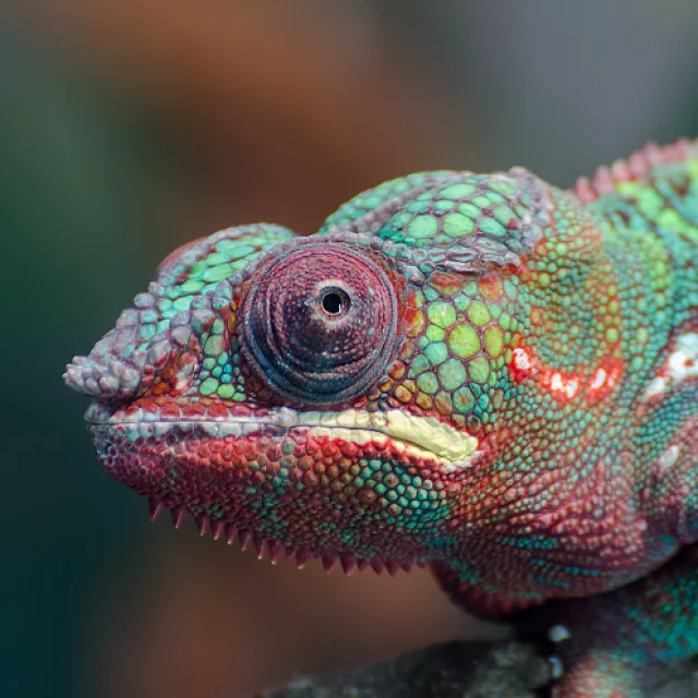 Micro Zoo Cameleon Saint Malo